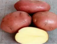 Картофель семенной Беллороза 1pc ВЕСОВОЙ